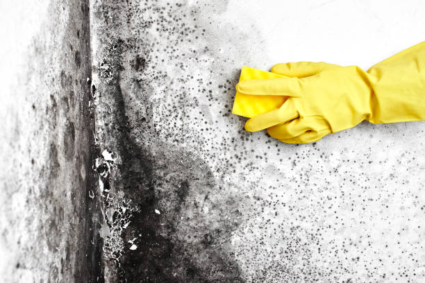Best Fast Mold Removal  in East Renton Highlands, WA