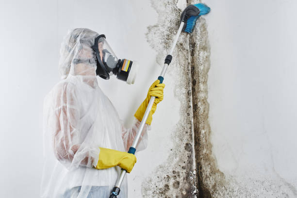Mold Testing and Removal in East Renton Highlands, WA