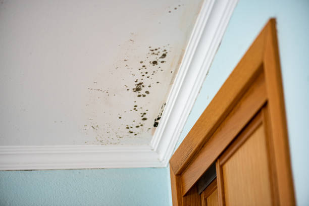 Best Water Damage Restoration  in East Renton Highlands, WA