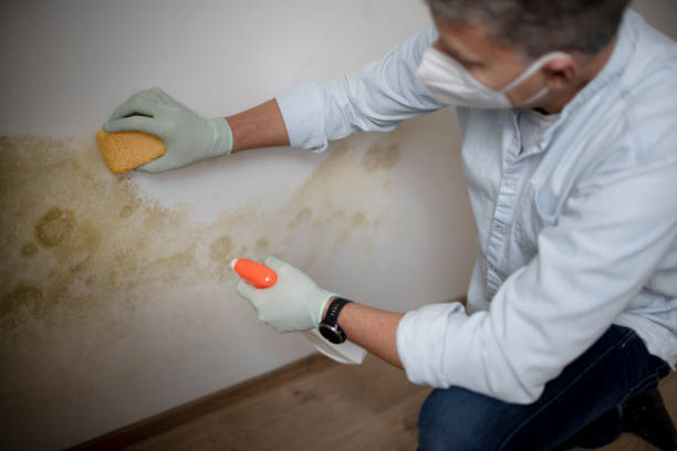 Best Mold Cleaning Services  in East Renton Highlands, WA