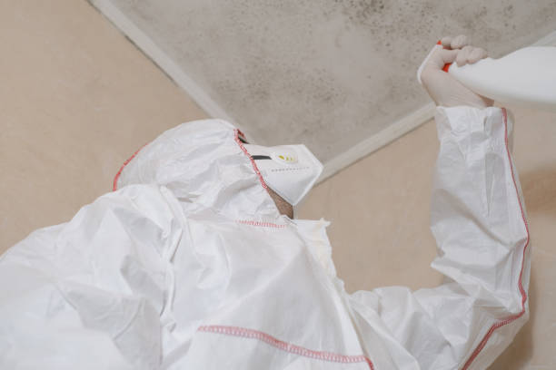 Best Certified Mold Removal  in East Renton Highlands, WA