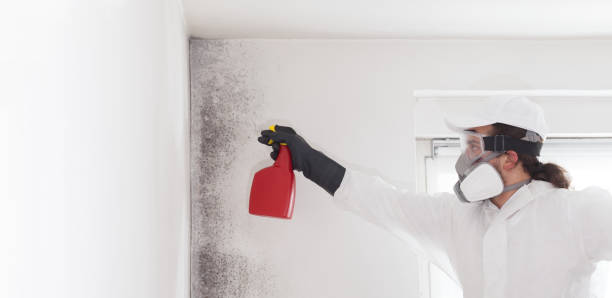 Best Office Mold Removal Services  in East Renton Highlands, WA