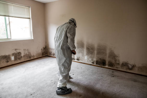Mold Removal and Inspection in East Renton Highlands, WA