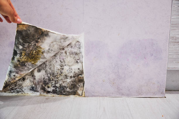 Reliable East Renton Highlands, WA Mold Removal Solutions